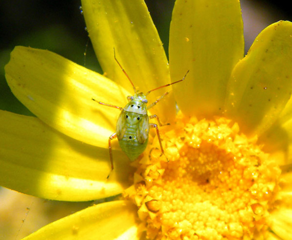 identificazione miridi